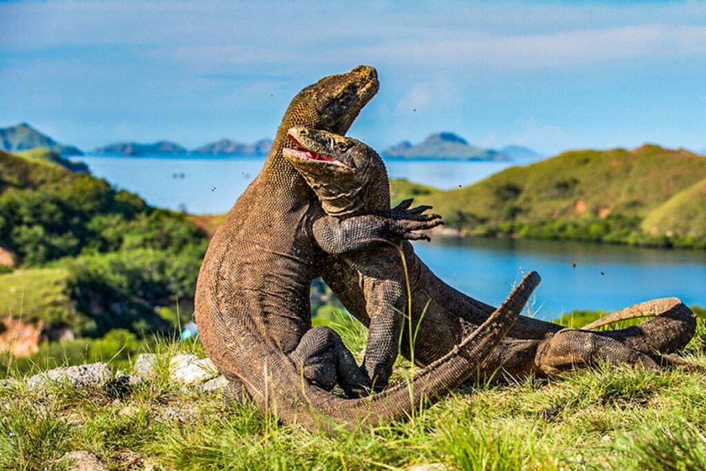 Wisata di Pulau Komodo